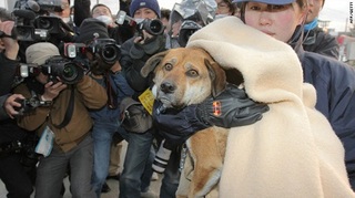 t1larg.japan.dog.rescue.jpg
